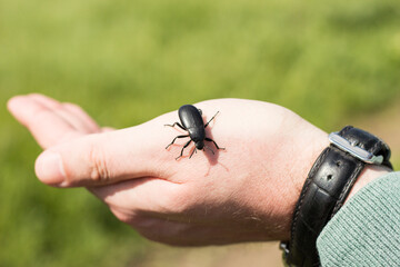 Steppe black beetle on a human hand.