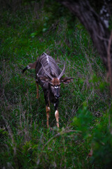 nyala male