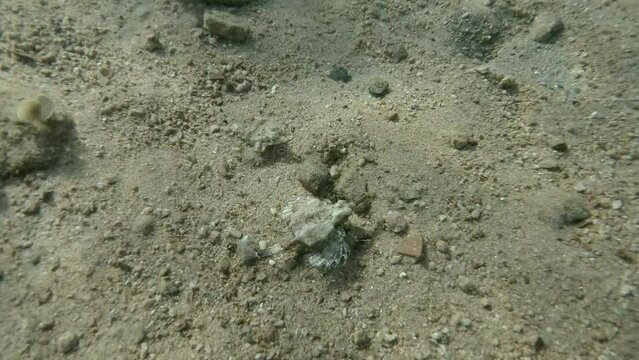 Pair of Seamoth move slowly one after another on the sandy bottom in sun rays (mating season). Pegasus, Little Dragonfish or Common Seamoth (Eurypegasus draconis)