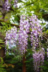 Wisteria blossom in springtime. close up of beautiful Wisteria flower at Garden. warm may weather. Blooming wisteria in spring, internet springtime banner. Spring floral background.