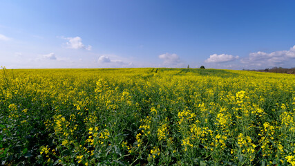 Blooming colza field in the French Gatinais Regional Nature park