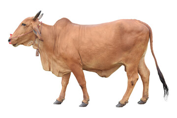 brown cow isolated from white background with clipping path