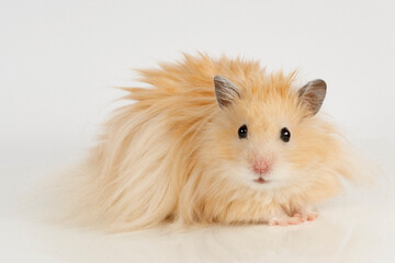 fluffy Syrian hamster on a light background