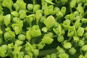 開花前のアジサイ。色づく前のマクロ。それぞれに開花準備を始めたたくさんの小花