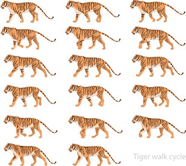 Tiger walk cycle animation keyframes
