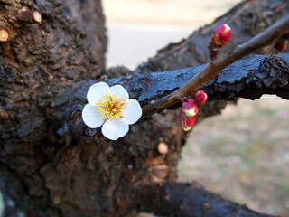 一月に咲き始めた梅の花