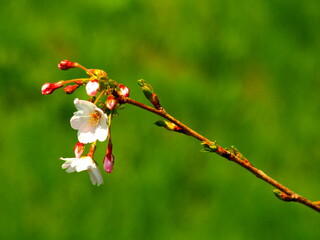 咲き始めた桜の花