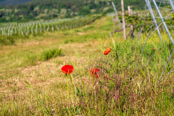 poppy field in summer