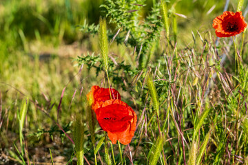 red poppy flower