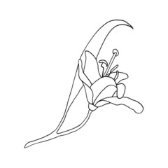Vector illustration of the Sketch - lily. A hand-drawn sketch with a lily isolated on a white background in a linear style. Perfect for greeting card design, wedding invitation, embroidery, tattoo