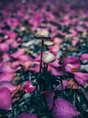 mushrooms in the forest