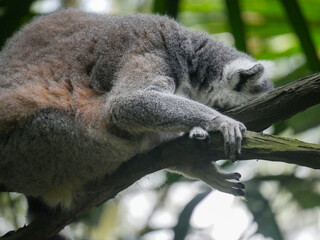Ring-tailed lemur : The ring tailed lemur (Lemur catta) is a large strepsirrhine primate and the most recognized lemur due to its long, black and white ringed tail.