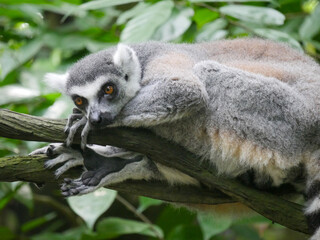 Ring-tailed lemur : The ring tailed lemur (Lemur catta) is a large strepsirrhine primate and the most recognized lemur due to its long, black and white ringed tail.