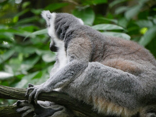 Ring-tailed lemur : The ring tailed lemur (Lemur catta) is a large strepsirrhine primate and the most recognized lemur due to its long, black and white ringed tail.