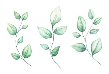Collection of green leaves, eucalyptus, green leaves. Watercolor illustration