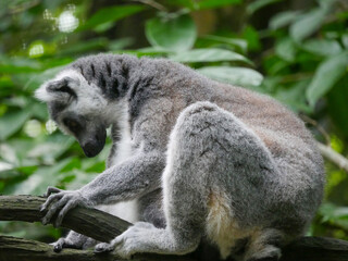 Ring-tailed lemur : The ring tailed lemur (Lemur catta) is a large strepsirrhine primate and the most recognized lemur due to its long, black and white ringed tail.