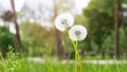 Pair of intertwined dandelions outdoors