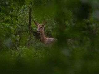 deer in the woods
