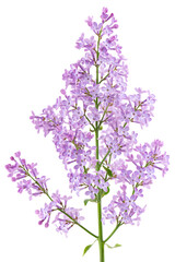 Lilac flowers isolated on white background. Clipping path. Syringa vulgaris flower.