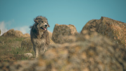 lion walking in the grass