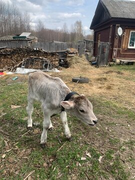 cow russian contry summer 