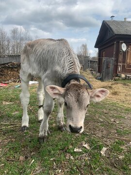 cow russian contry summer 