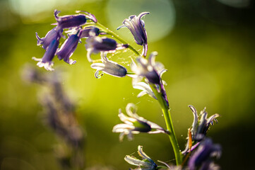 Bluebells flowers in the forest in the morning