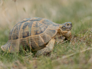 turtle on the grass
