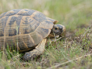 turtle on the grass