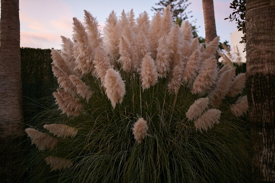 Plant on the spanish coast 