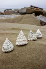 Tectus fenestratus, common name the fenestrate top shell or the latticed top shell, is a species sea snail, a marine gastropod mollusk in the family Tegulidae. Shells on the sea stone.Cone.