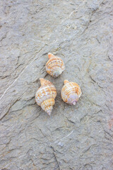 Linatella caudata, common name the Girdled triton or Poulsen's Triton, is a species predatory sea snail gastropod. Beige-yellow shells lie on a sea boulder.