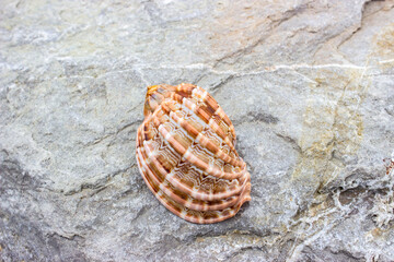 Harpa major, common name large harp, is a species of large predatory sea snail, a marine gastropod mollusks in the family Harpidae, the harp snails and their allies. Shells lie on a stone boulder. 