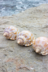 Phalium bandatum common name the banded bonnet, is a species of sea snail, a marine gastropod mollusk in the family Cassidae. Shells lie on a sea stone. The color is beige with brown spots.