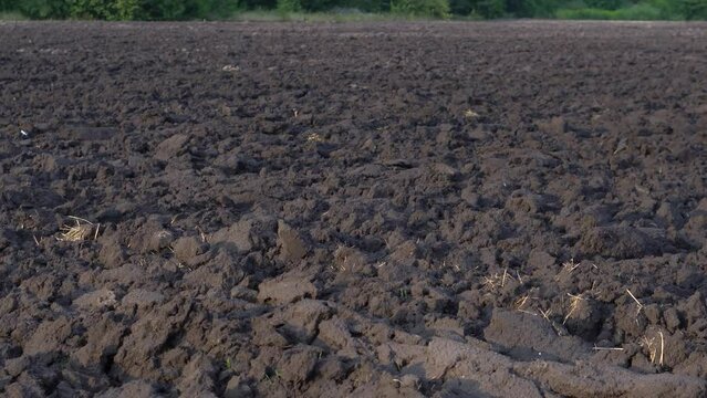 Plowed agricultural field for sowing. The process of preparing the soil before planting cereals, legumes, nightshade crops. Farming and food industry