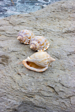 Phalium bandatum common name the banded bonnet, is a species of sea snail, a marine gastropod mollusk in the family Cassidae. Shells lie on a sea stone. The color is beige with brown spots.