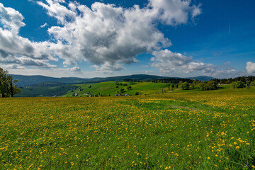 A green and yellow meadow on a small hill with beautiful clouds and blue sky in Black Forest...