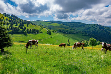 A green and yellow meadow with a view of a few grazing cows and mountains in the Black Forest...