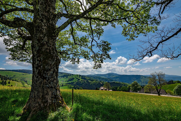 A green and yellow meadow with a big tree and a view of the valley in the Black Forest National Park Germany