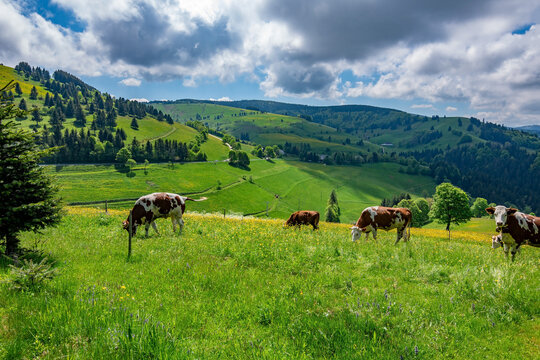 A green and yellow meadow with a view of a few grazing cows and mountains in the Black Forest National Park Germany
