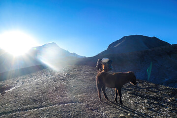 Horses carrying baggages  on the trail to Thorung La Pass, Annapurna Circuit Trek, Nepal. Harsh and...