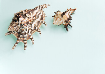 Frame from shells of various types on a blue background. Seashells and corals on a pastel background. vacation concept. flat Flat lay. Top view.