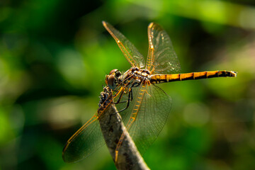 Macro shots, Beautiful nature scene dragonfly.   