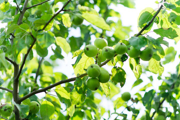 Fresh green apples on apple trees in apple orchard.	