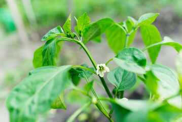 Bunch of green pepper on a plant during ripening. Outdoors.	