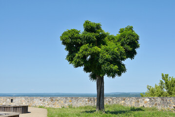 Obraz premium arbre seul