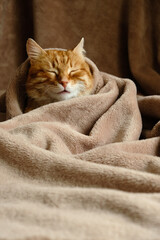 Sleeping cute orange fluffy cat in a home bed. Close-up portrait. Domestic adult senior tabby cat having a rest. Pet therapy.