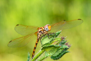Macro shots, Beautiful nature scene dragonfly.   