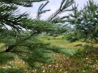 pine tree branches