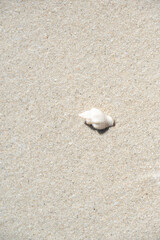 Fototapeta na wymiar Closeup of a white shell on a beach
